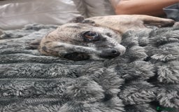 Chihuahua dogs for sale: Adult Female Merle Chihuahua  - Image 6