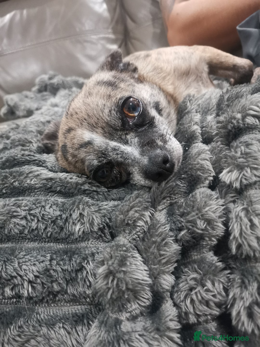 Chihuahua dogs for sale: Adult Female Merle Chihuahua  - Image 6