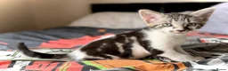 Mixed Breed cats for sale: Tabby Boy kitten Maine Coon/Siamese Mix - Advert 11