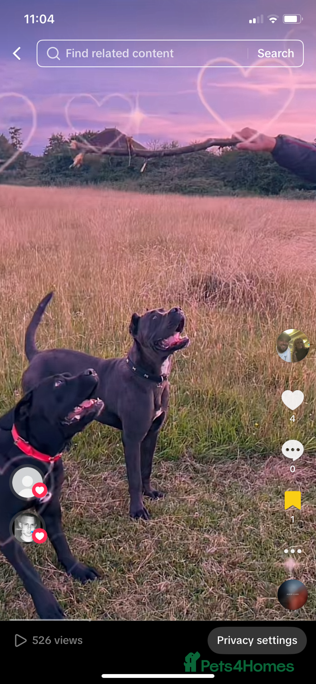 Cane Corso dogs for sale: Beautiful chunky Cane Corso puppies  - Image 12