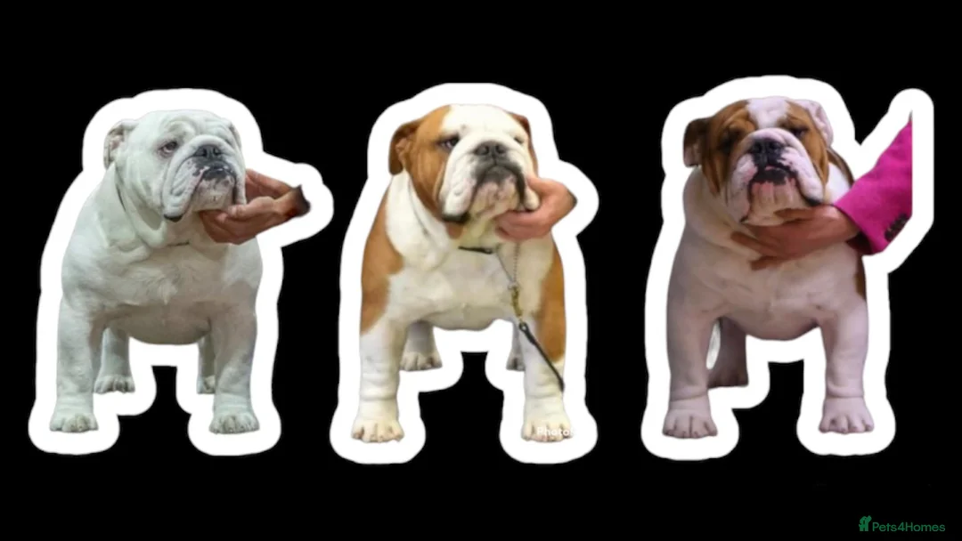 English Bulldog dogs for stud: UK CHAMPION health tested  in Bradford - Advert 11