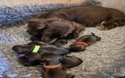 Miniature Dachshund dogs for sale: ⭐️⭐⭐️⭐️⭐️ Litter Due 25th November Reserve Now!  - Advert 6