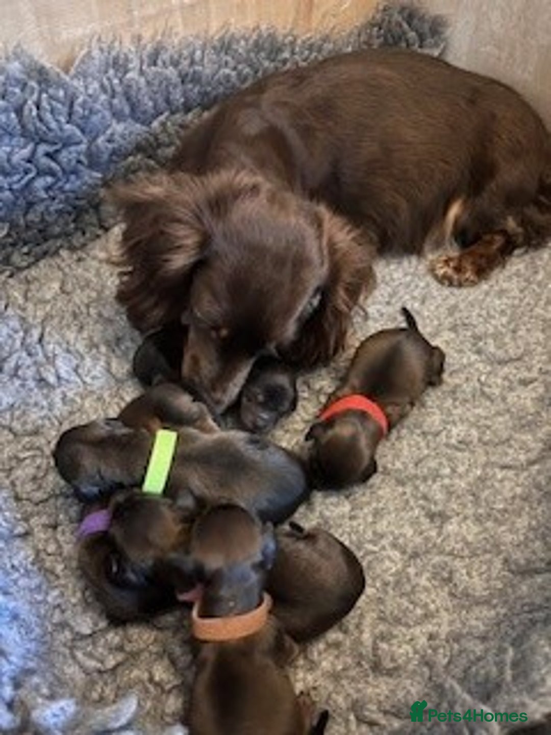 Miniature Dachshund dogs for sale: ⭐️⭐⭐️⭐️⭐️ Litter Due 25th November Reserve Now!  - Advert 6
