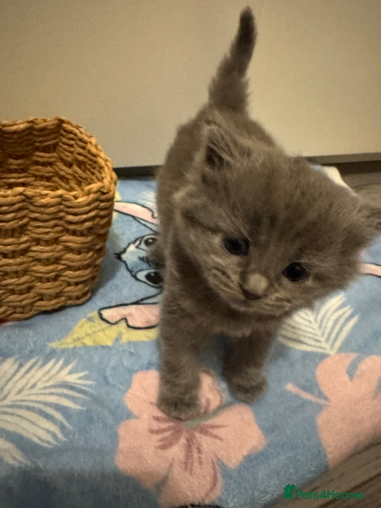 British Shorthair cats A cat from a Ragdoll mother   - Advert 1