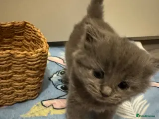 British Shorthair cats A cat from a Ragdoll mother - Advert 1