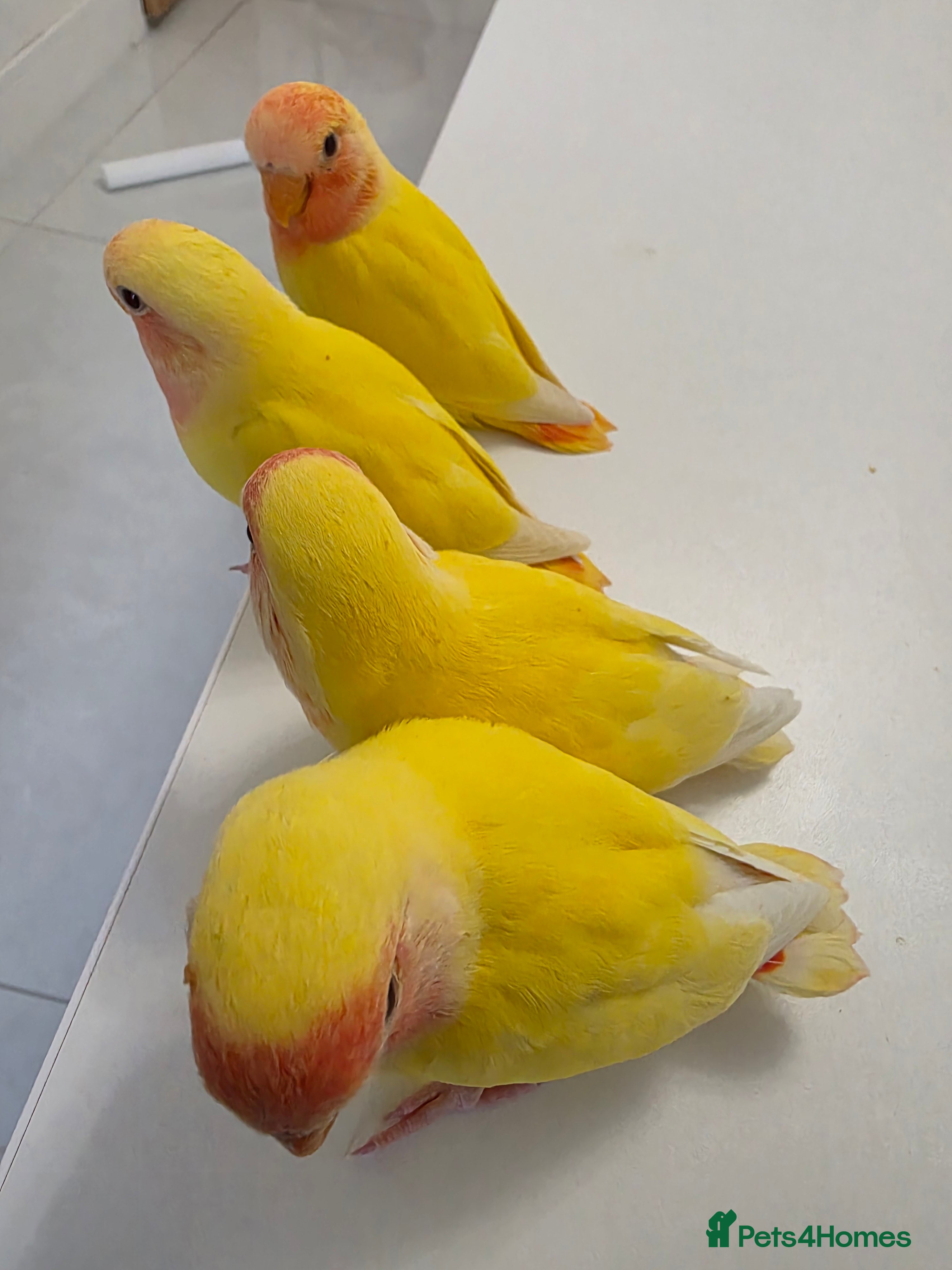 Lovebirds birds Super Tame, Hand-reared Baby Lovebirds - Advert 4