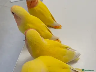 Lovebirds birds Super Tame, Hand-reared Baby Lovebirds - Advert 9