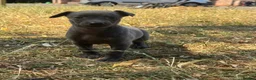 Whippet dogs for sale: KC REG BLUE WHIPPETS BVA AND HEART TESTED PARENTS - Advert 25