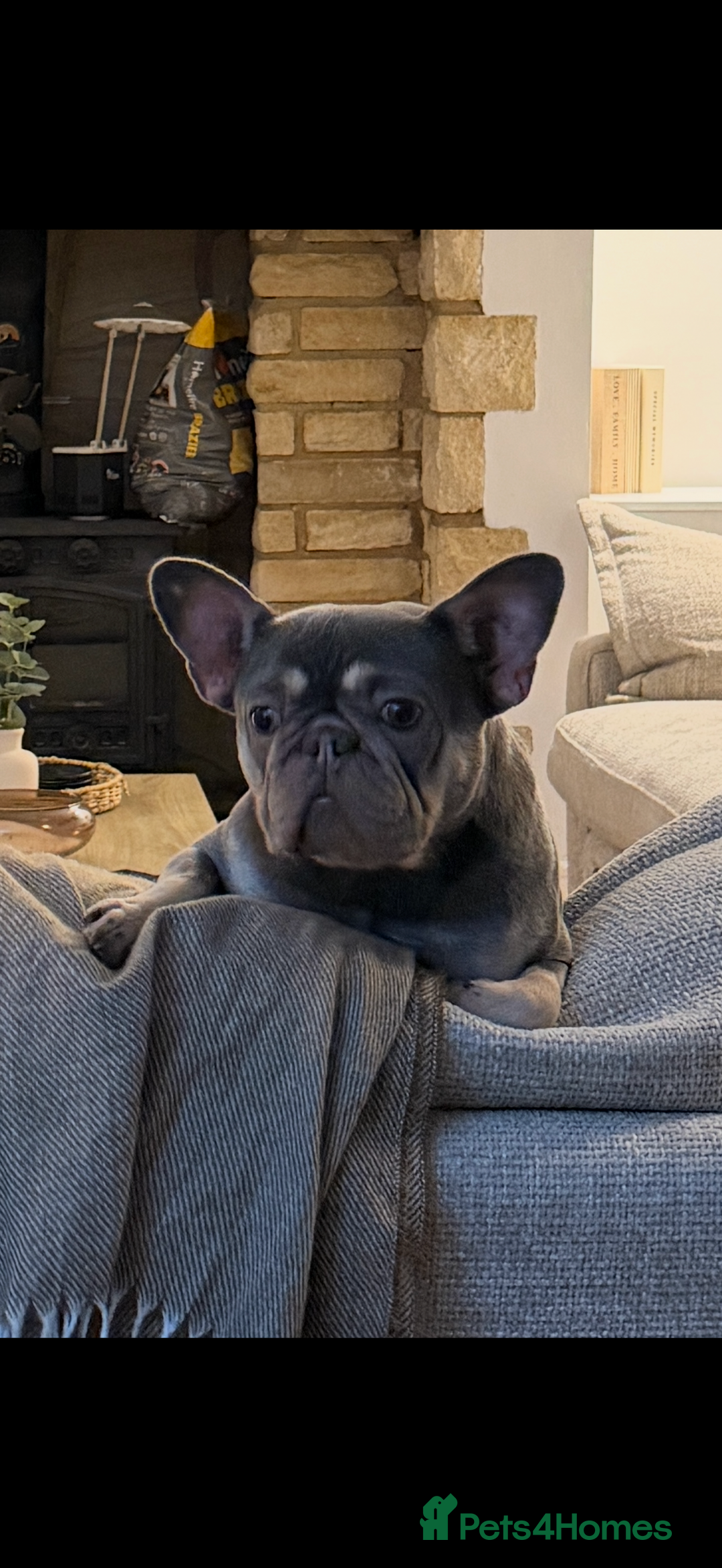 French Bulldog dogs for sale: Female French Bulldog - Advert 5