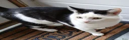 Mixed Breed cats for adoption: BUDDY - Advert 4