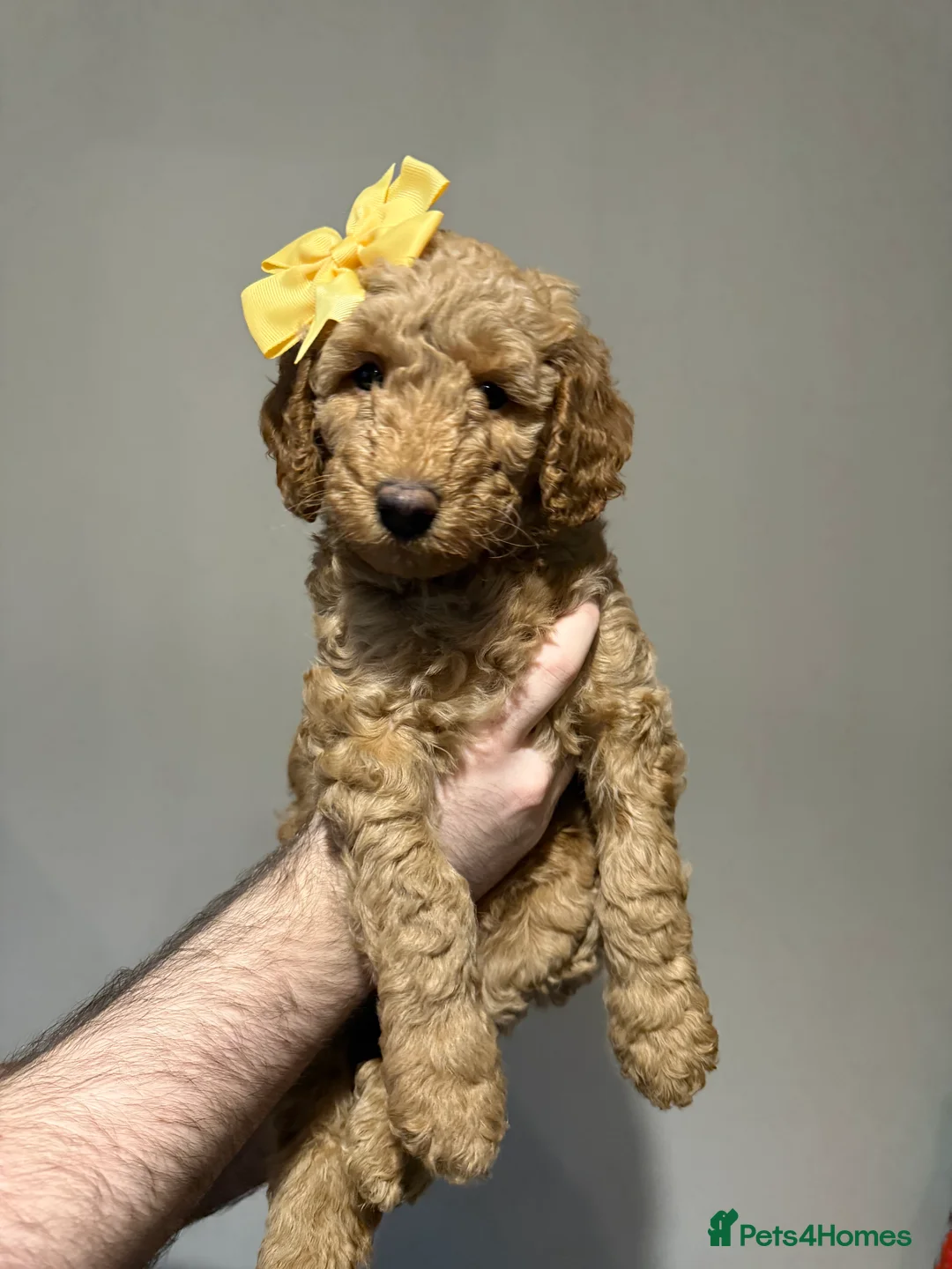 Labradoodle dogs for sale: Exceptional F1BB Labradoodle Puppies - Home Raised - Advert 32