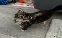Maine Coon cats for sale: Gorgeous main coon kitten for sale  - Advert 3