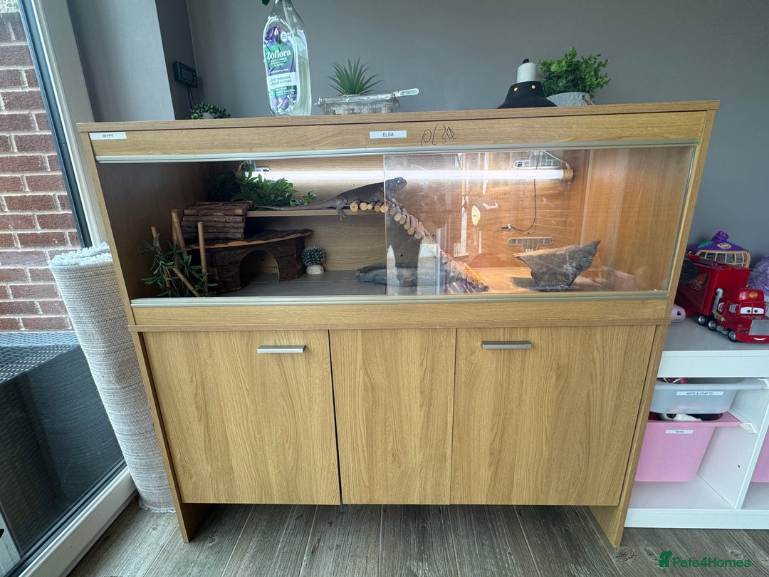 Bearded Dragon reptiles for sale: Zero Bearded Dragon - Image 1