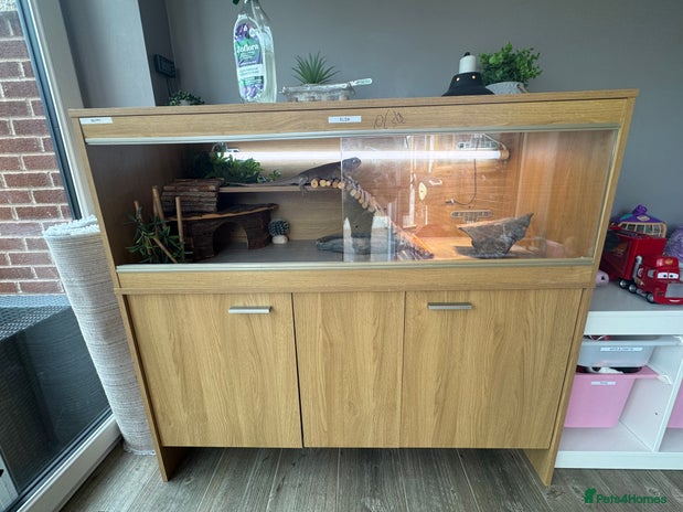 Bearded Dragon reptiles - Advert 7