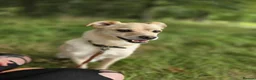 Mixed Breed dogs for adoption: Pippin for adoption - Advert 9