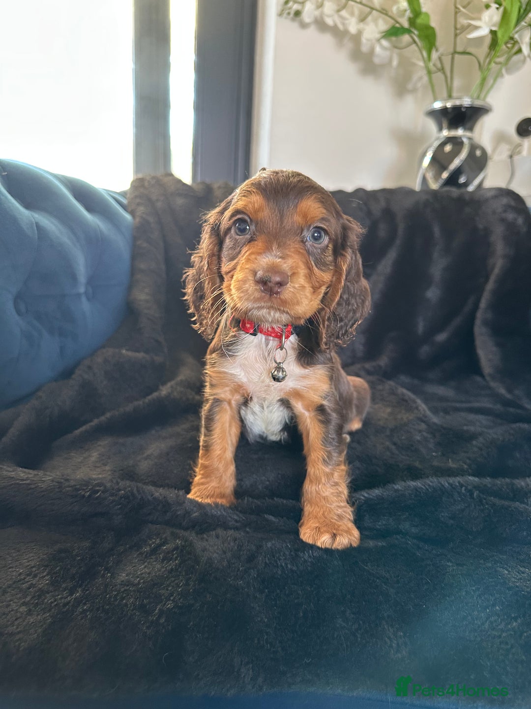 Cocker Spaniel dogs for sale: BEAUTIFUL LITTER OF TRICOLOURED COCKER SPANIELS  - Image 6