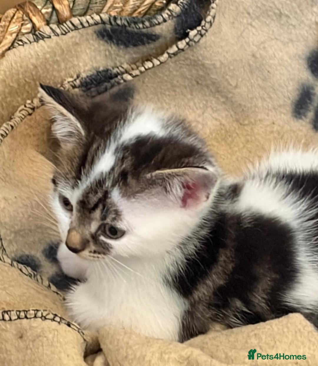 Mixed Breed cats Kittens from loving country cottage home - Advert 4
