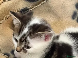 Mixed Breed cats Kittens from loving country cottage home - Advert 4