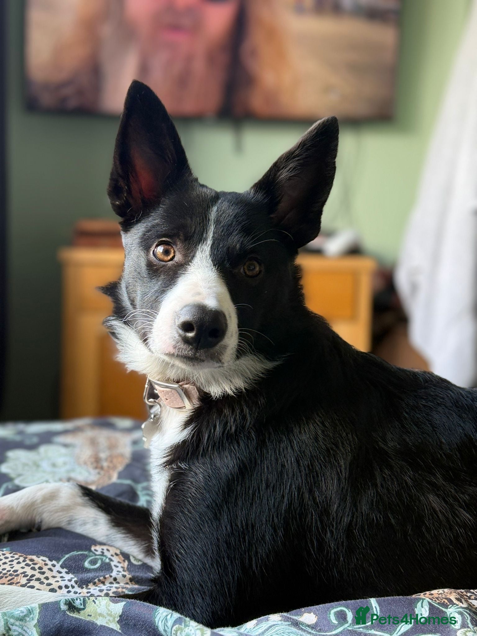 Border Collie dogs Border Collie Female 7 months old  - Advert 16