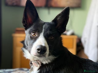 Border Collie dogs Border Collie Female 7 months old - Advert 10