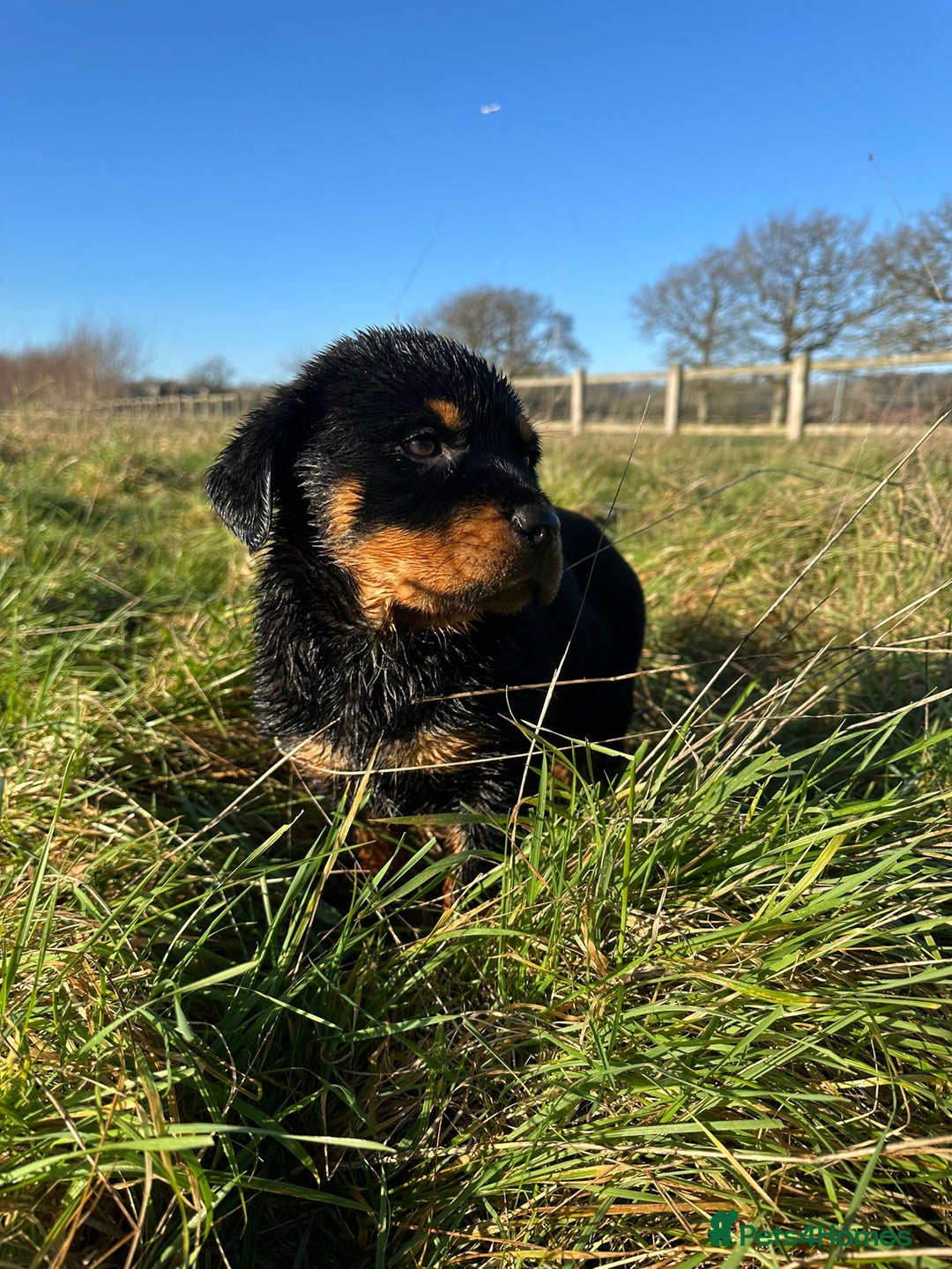 Rottweiler dogs for sale: Stunning chunky Rottweiler puppies - Advert 24