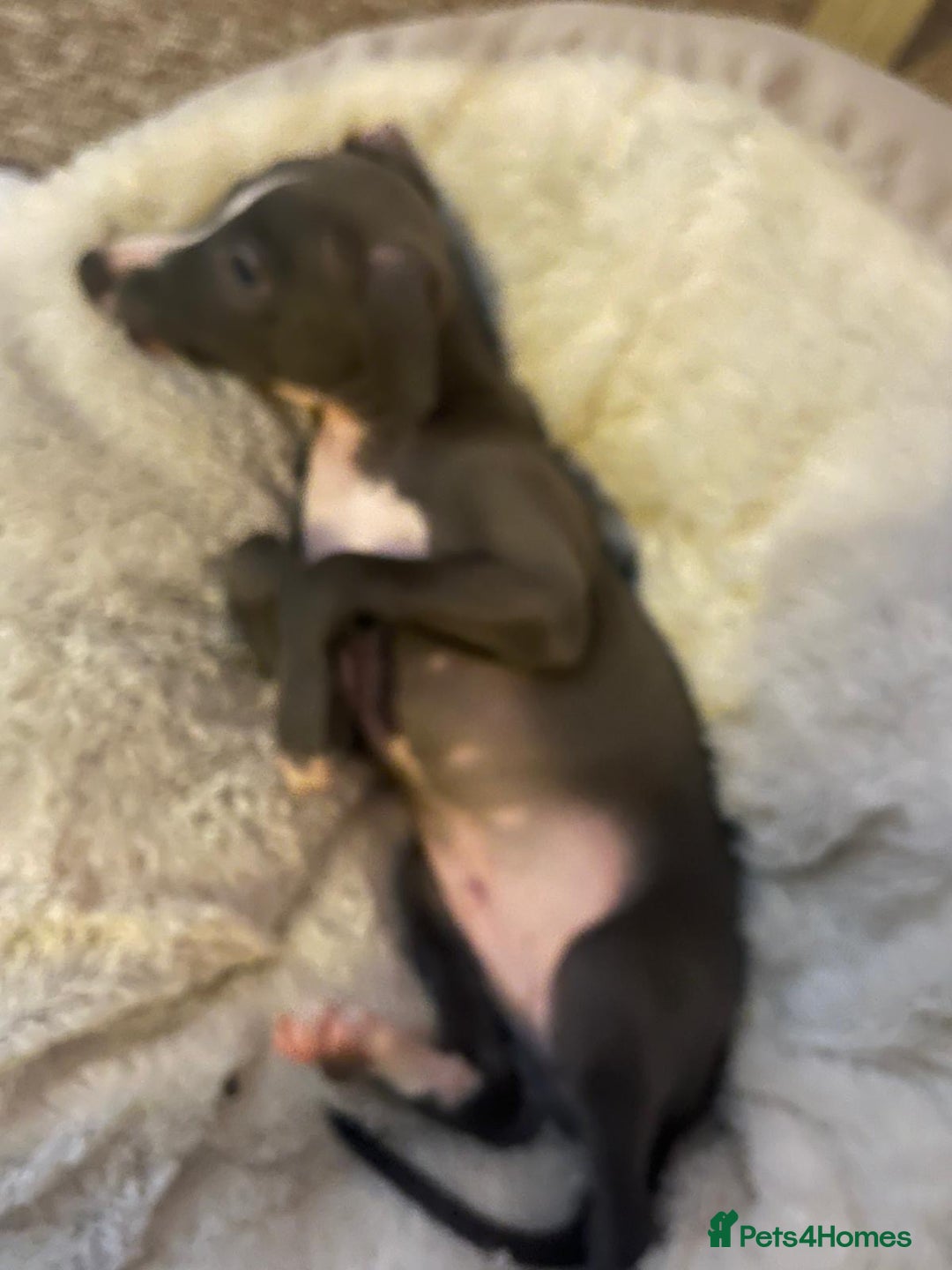 Italian Greyhound dogs for sale: Blue Italian greyhound - Advert 2