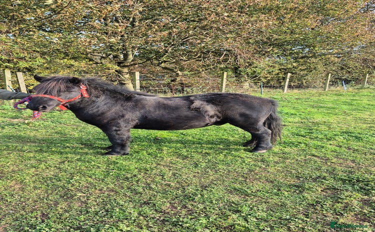 Shetland pony horses - Advert 1