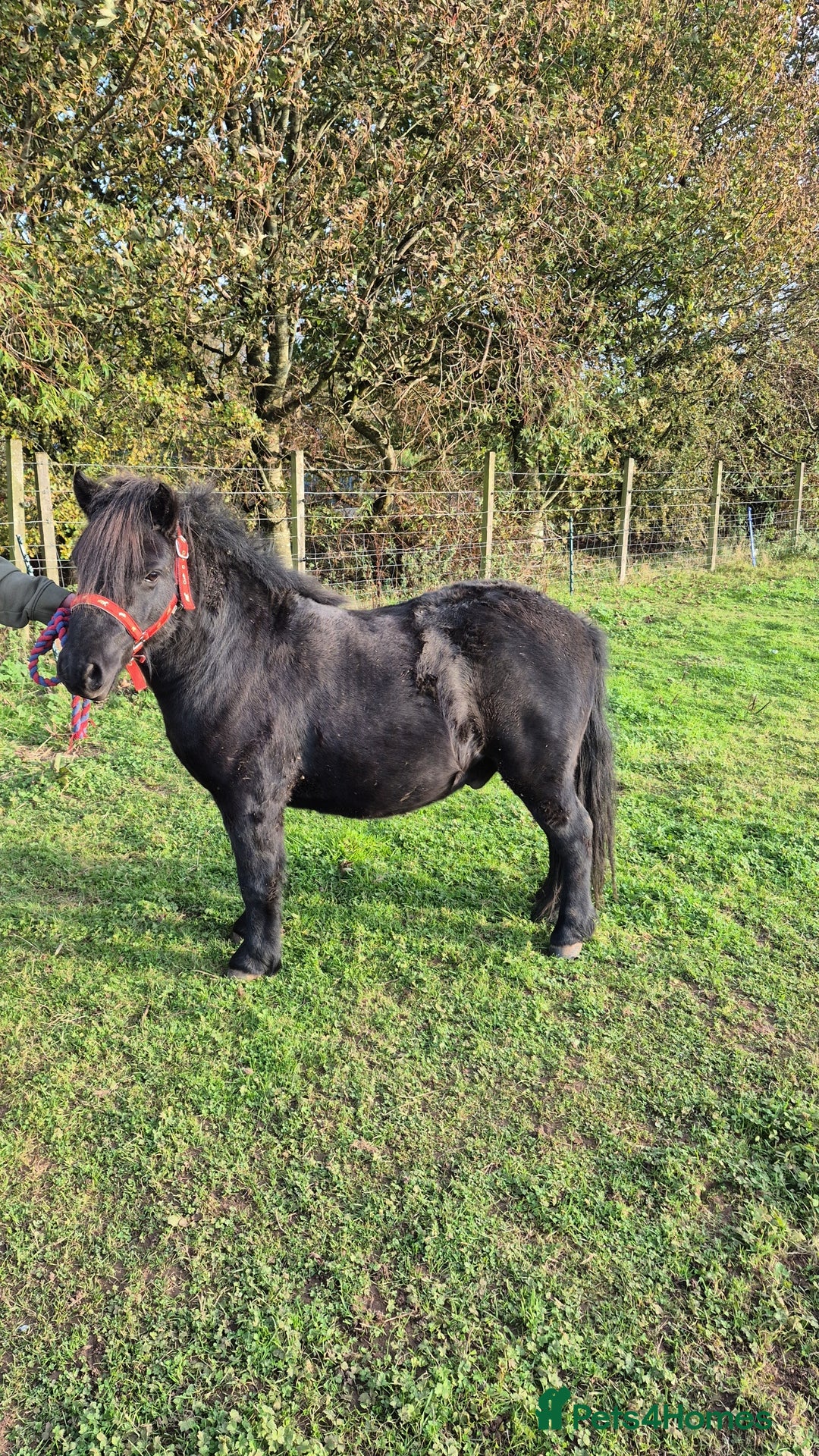 Shetland pony horses for sale: Shetland gelding  - Image 1