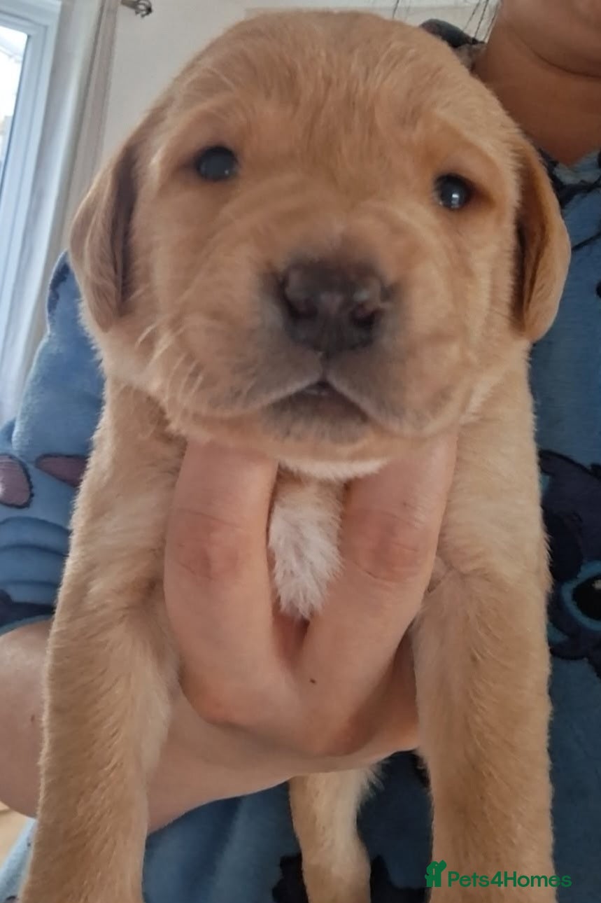 Labrador Retriever dogs Beautiful fox red and yellow labrador puppies  - Advert 2