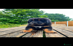 Tibetan Mastiff dogs for sale: 6 Tibetan Mastiff Puppies - Image 5