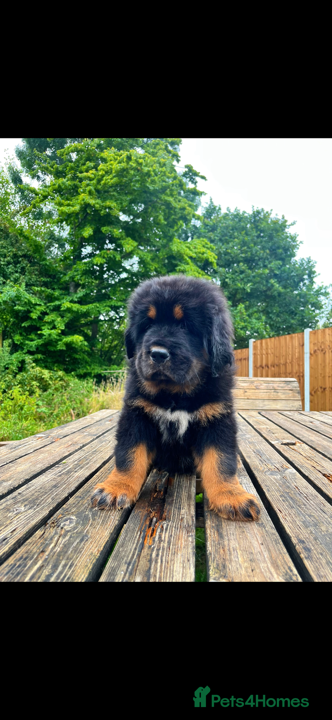 Tibetan Mastiff dogs for sale: 6 Tibetan Mastiff Puppies - Image 5