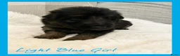 German Shepherd dogs for sale: Kc German Shepard long haired  - Advert 23