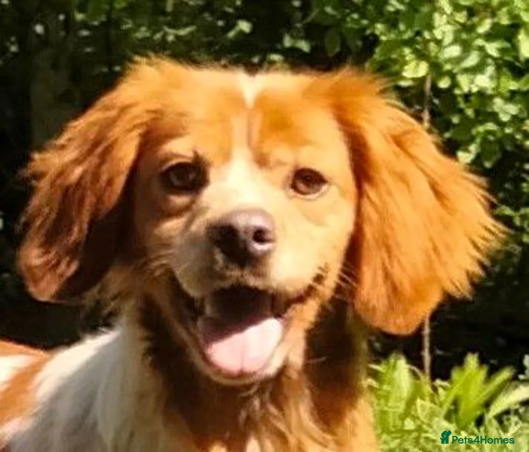 Brittany Spaniel dogs for adoption: Uriel in Alfreton - Advert 1