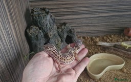 Leopard Gecko reptiles for sale: Leopard Gecko - Image 4