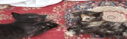 Mixed Breed cats for sale: 4 kittens, 2 boys 2 girls  - Advert 6