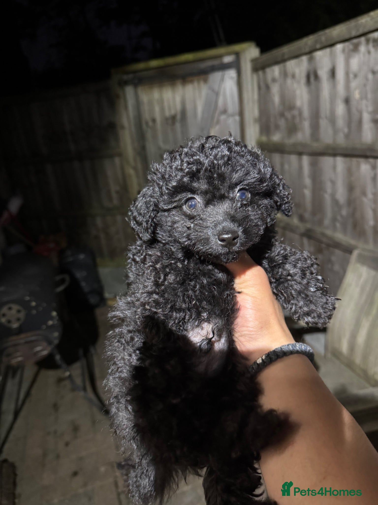 Toy Poodle dogs Beautiful Asian puppies 🐻❤️ - Advert 2