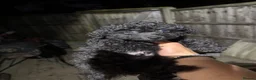 Toy Poodle dogs for sale: Beautiful Asian puppies 🐻❤️ - Advert 2