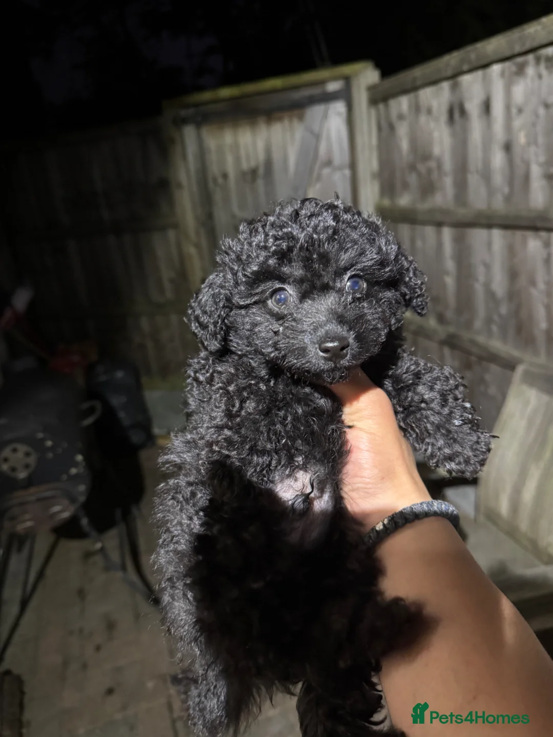 Toy Poodle dogs for sale: Beautiful Asian puppies 🐻❤️ - Advert 2