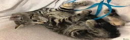 Mixed Breed cats for sale: Gorgeous healthy kitten looking for a loving home - Advert 2