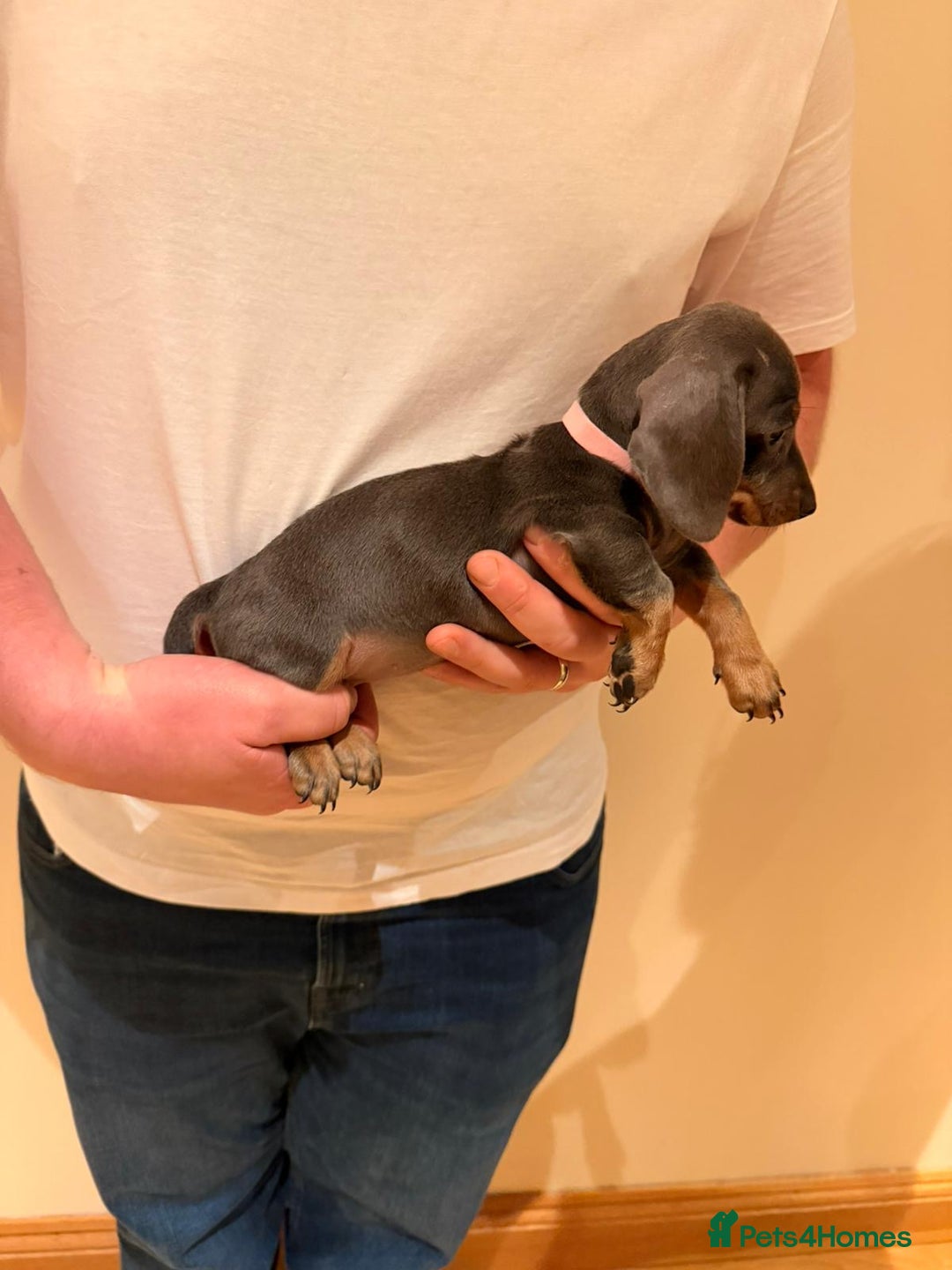 Miniature Dachshund dogs for sale: Miniature dachshund  - Advert 9