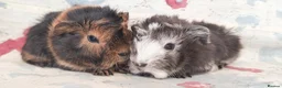 Guinea Pig rodents for sale: MEADOW SIDE CAVIES BABY GUINEA PIGS HEREFORDSHIRE  - Advert 27