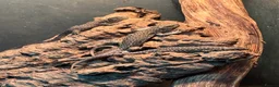 Lizard reptiles for sale: Baby jewelled lacerta  european eyed lizards - Advert 1