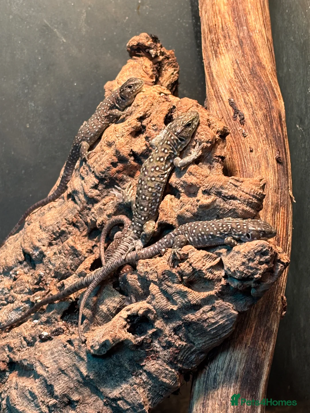 Lizard reptiles for sale: Baby jewelled lacerta  european eyed lizards - Advert 1