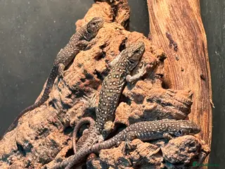 Lizard reptiles Baby jewelled lacerta european eyed lizards - Advert 8