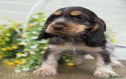 Cocker Spaniel dogs for sale: Showtype cocker spaniels  - Image 9