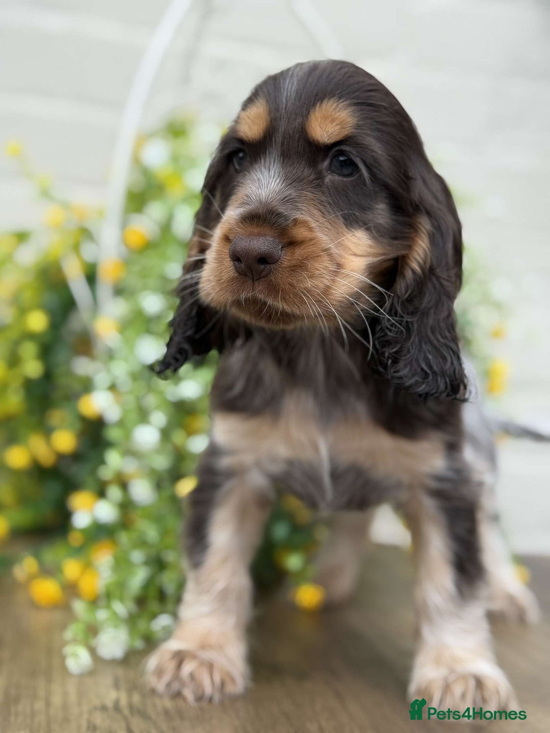 Cocker Spaniel dogs for sale: Showtype cocker spaniels  - Image 9