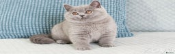 British Shorthair cats for sale: British Shorthair Kittens - Advert 2