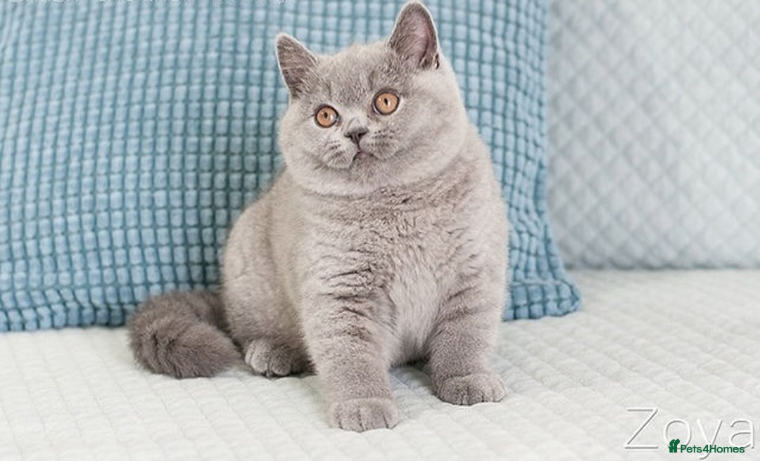 British Shorthair cats for sale: British Shorthair Kittens - Advert 2