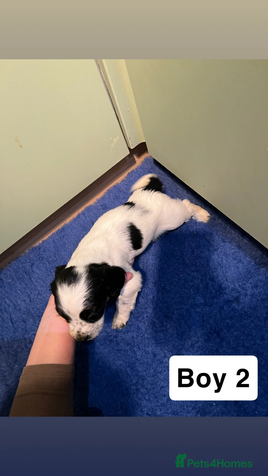 Cocker Spaniel dogs for sale: Kc Reg,health clear, working type cocker spaniel - Advert 16