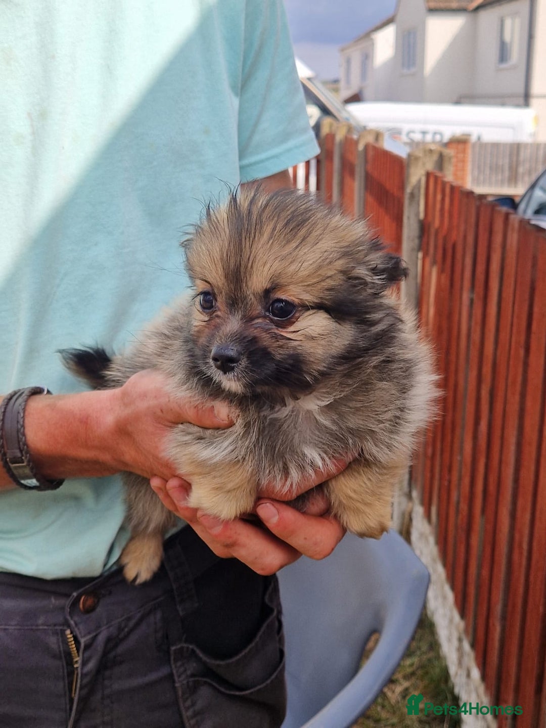 Pomeranian dogs for sale: ** pomeranians - Image 4
